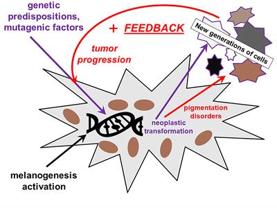 Melanoma, Melanin, and Melanogenesis: The Yin and Yang Relationship